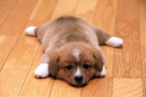 puppy-spread-out-on-wooden-floor